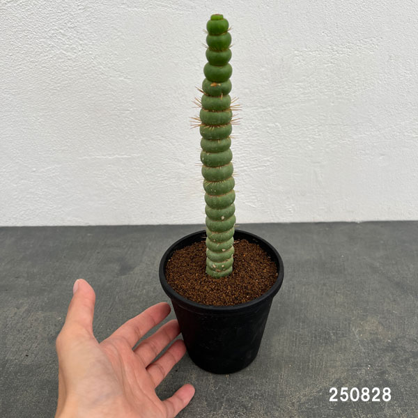 サボテン:ユーリキニア カスタネア スピラリス 3.5号鉢植え