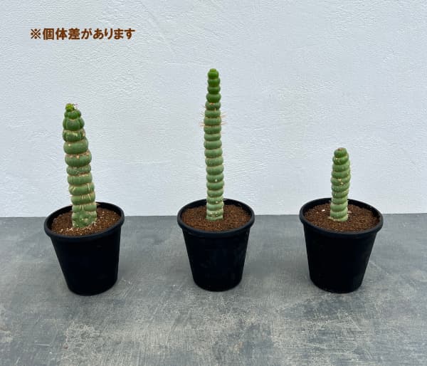 サボテン：ユーリキニア カスタネア スピラリス 3.5号鉢植え の