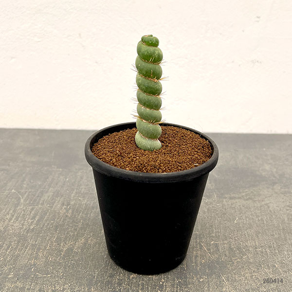 サボテン：ユーリキニア カスタネア スピラリス　3.5号鉢植え