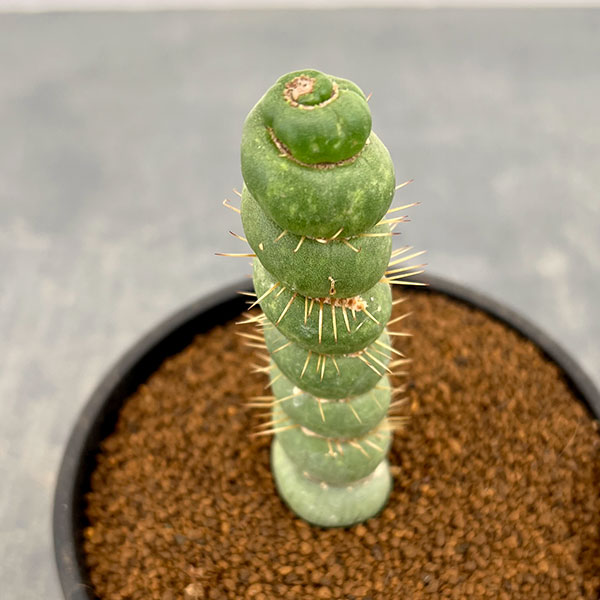 サボテン：ユーリキニア カスタネア スピラリス　3.5号鉢植え