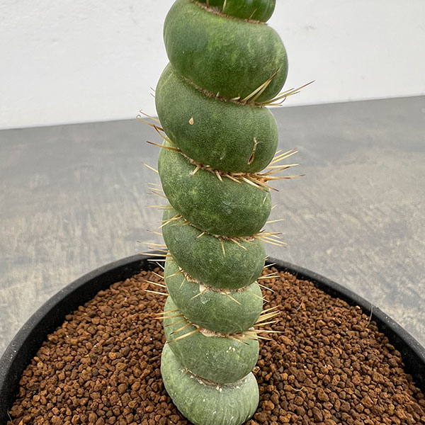 サボテン：ユーリキニア カスタネア スピラリス　3.5号鉢植え