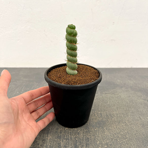サボテン：ユーリキニア カスタネア スピラリス　3.5号鉢植え