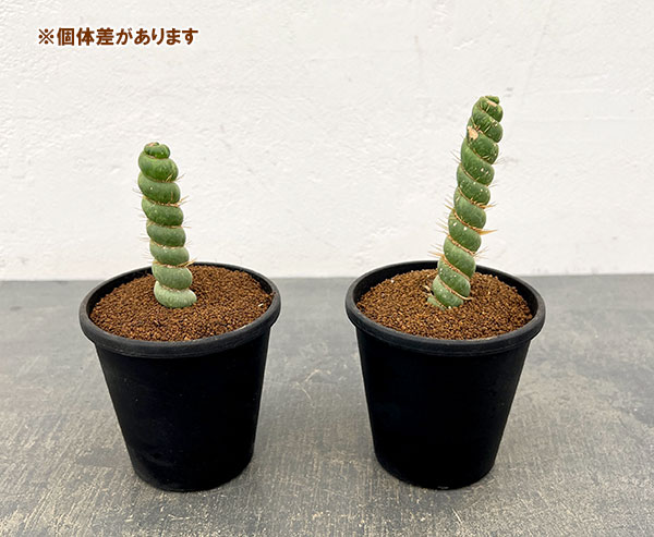 サボテン：ユーリキニア カスタネア スピラリス　3.5号鉢植え