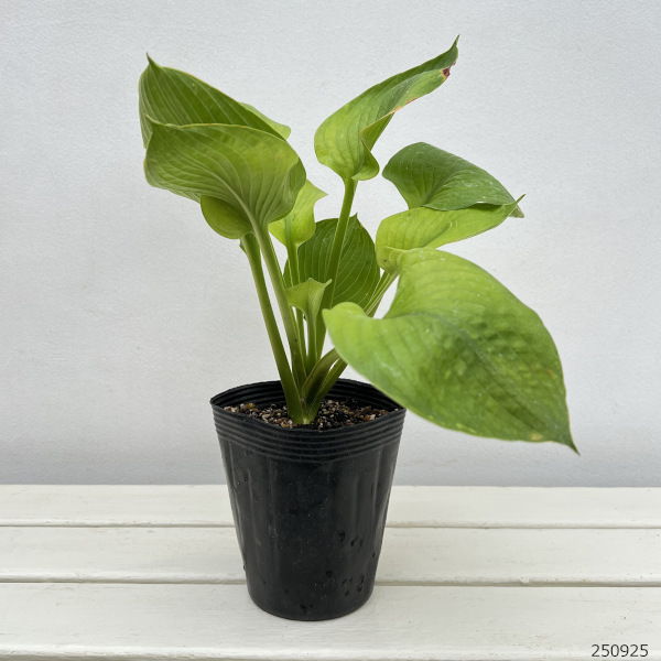 ギボウシ（ホスタ）：シティライツ4号ポット