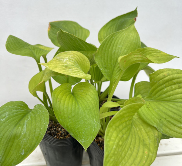 ギボウシ（ホスタ）：シティライツ4号ポット