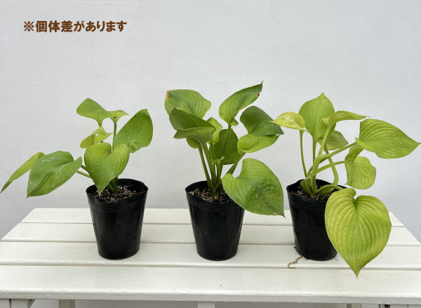 ギボウシ（ホスタ）：シティライツ4号ポット