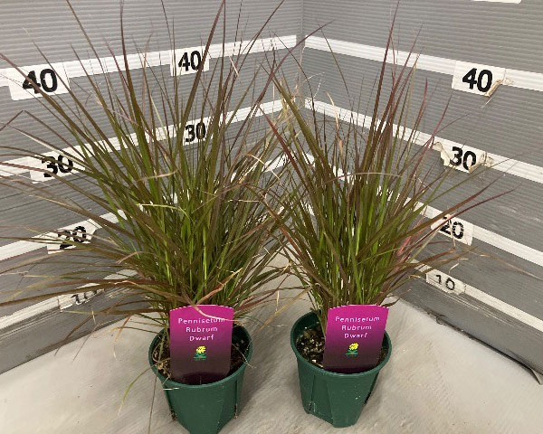 ペンニセツム(ファウンテングラス):ルブラムドワーフ4号鉢植え