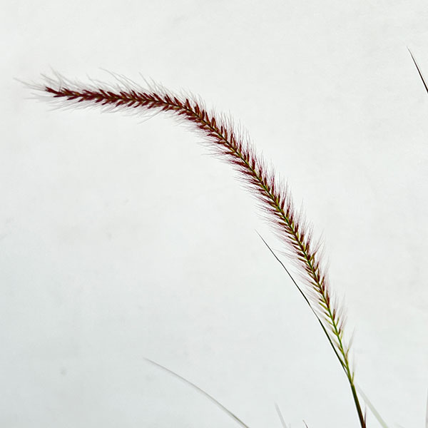 ペンニセツム(ファウンテングラス):ルブラムドワーフ4号鉢植え