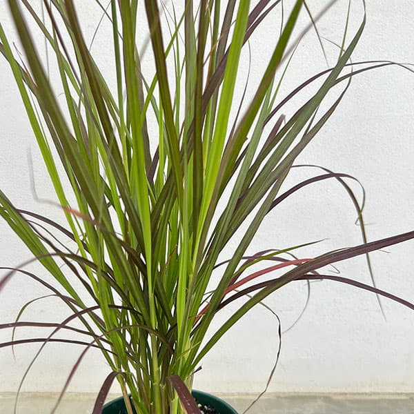 ペンニセツム(ファウンテングラス):ルブラムドワーフ4号鉢植え