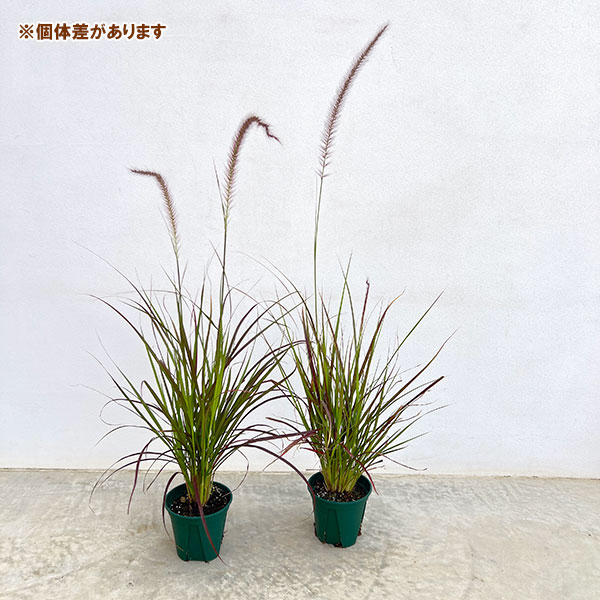 ペンニセツム(ファウンテングラス):ルブラムドワーフ4号鉢植え