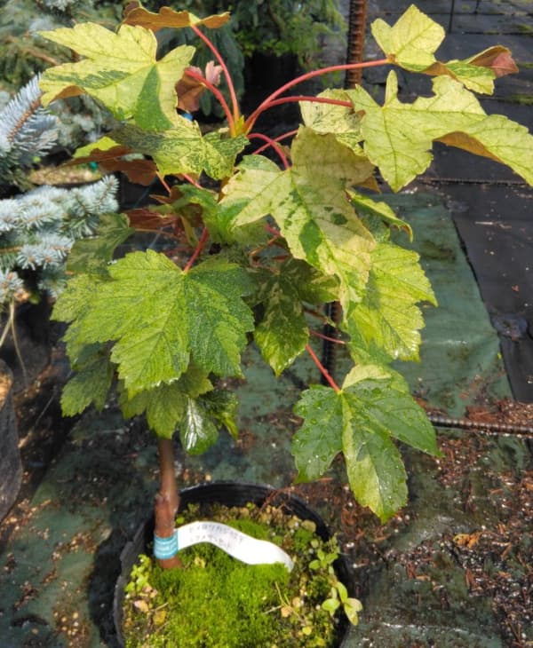 セイヨウカジカエデ:エクスサンセット7号ポット