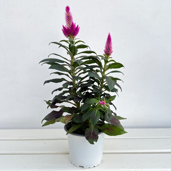 セロシア:ビューティーシリーズ ディープコンパクト4号鉢植え