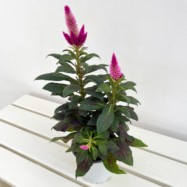 セロシア:ビューティーシリーズ ディープコンパクト4号鉢植え