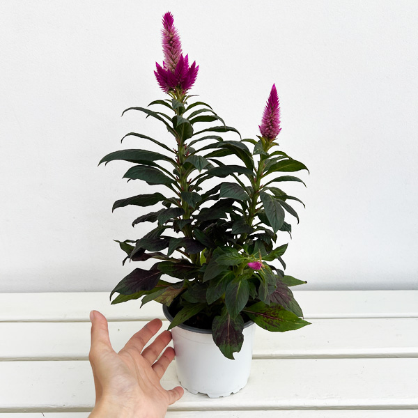 セロシア:ビューティーシリーズ ディープコンパクト4号鉢植え
