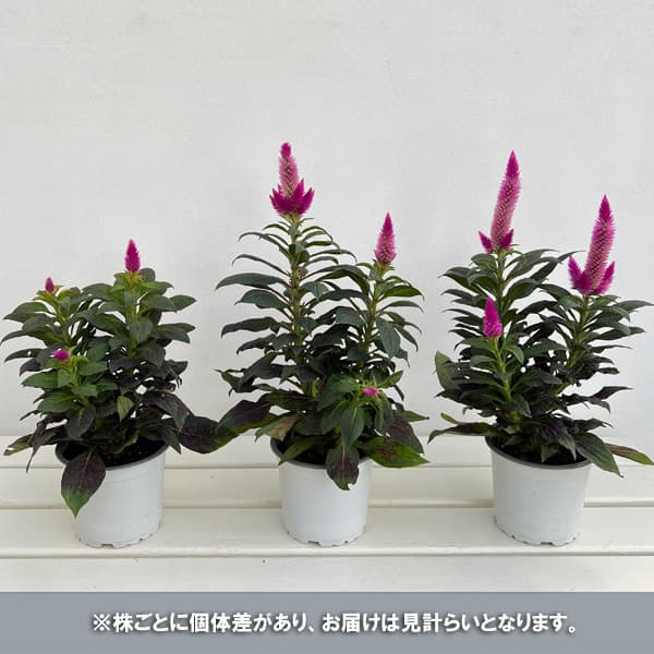 セロシア:ビューティーシリーズ ディープコンパクト4号鉢植え