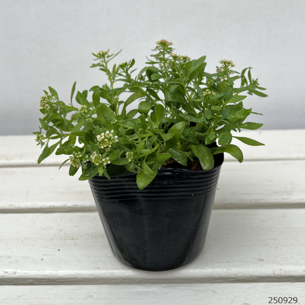 アリッサム:パステルミックス3.5号ポット