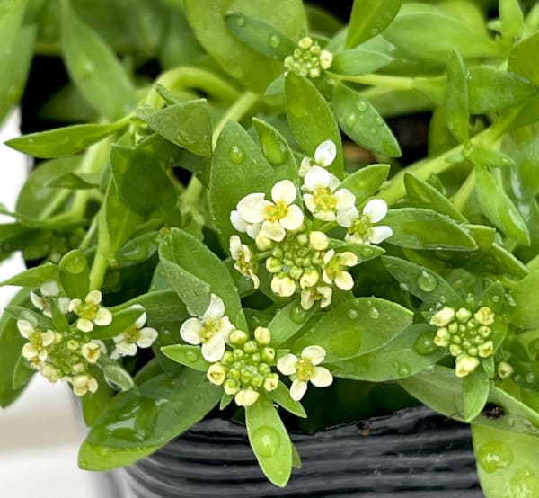 アリッサム:パステルミックス3.5号ポット