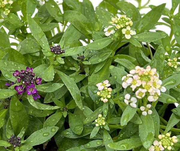 アリッサム:パステルミックス3.5号ポット