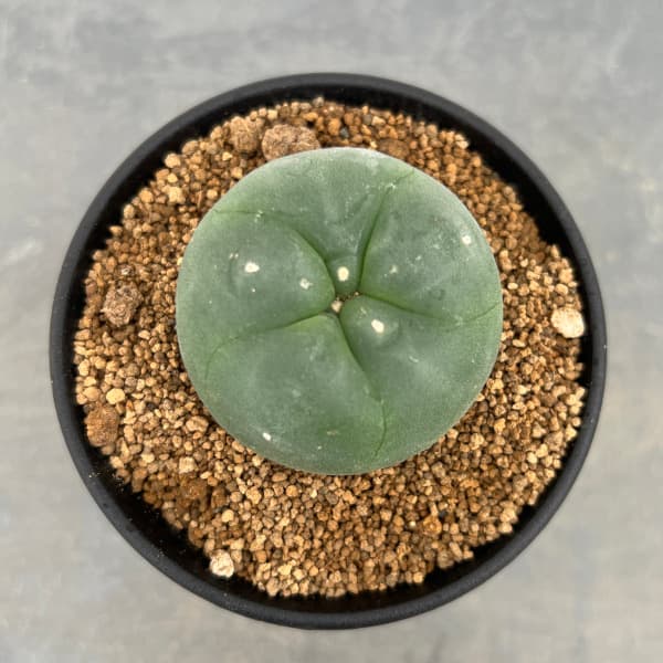 ロフォフォラ:ディフューサ(スイカンギョク) 3号鉢植え