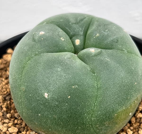 ロフォフォラ:ディフューサ(スイカンギョク) 3号鉢植え