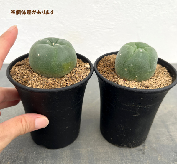 ロフォフォラ:ディフューサ(スイカンギョク) 3号鉢植え