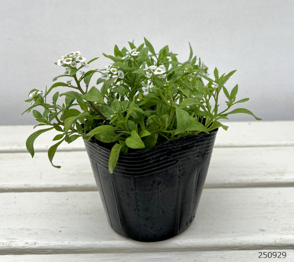 スイートアリッサム：ノースフェイス ホワイト3-3.5号ポット