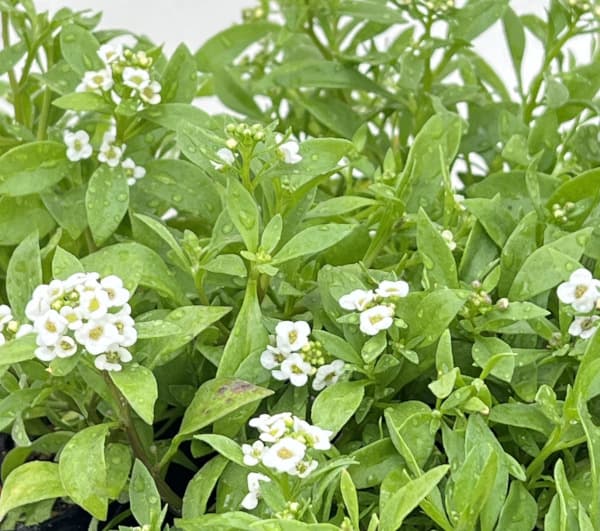 スイートアリッサム：ノースフェイス ホワイト3-3.5号ポット