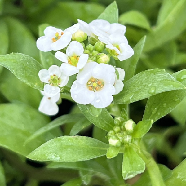 スイートアリッサム：ノースフェイス ホワイト3-3.5号ポット