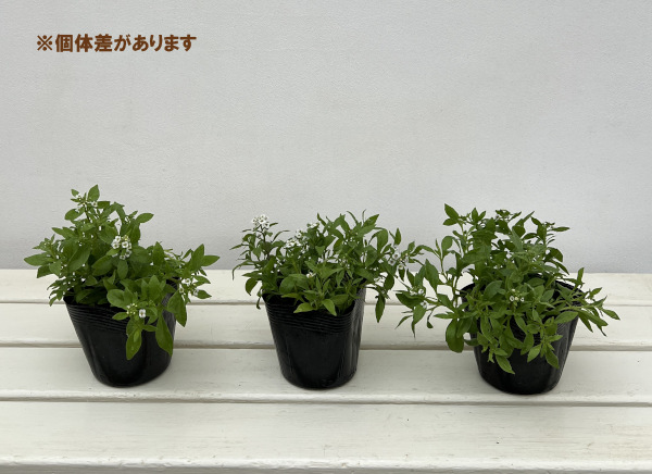 スイートアリッサム：ノースフェイス ホワイト3-3.5号ポット