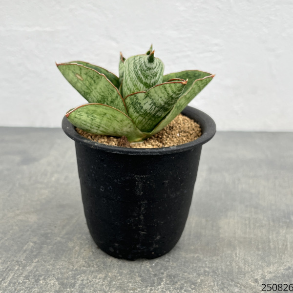 サンセベリア:アンドロメダ 3号鉢植え