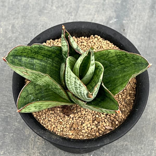 サンセベリア:アンドロメダ 3号鉢植え