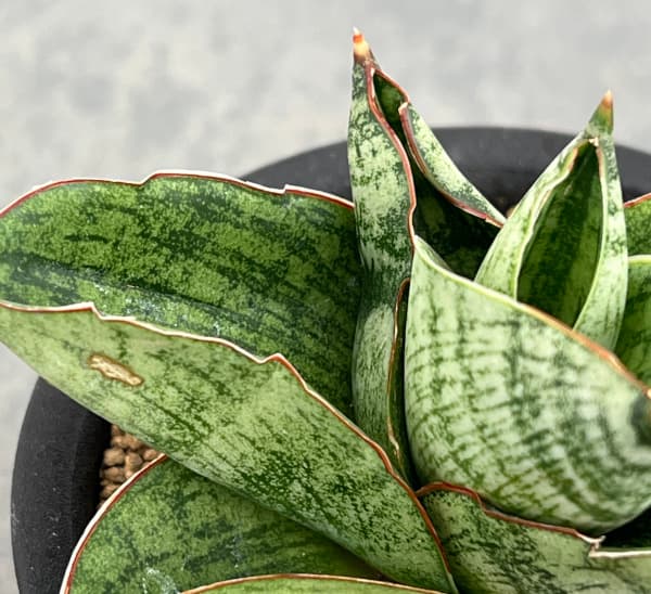 サンセベリア:アンドロメダ 3号鉢植え