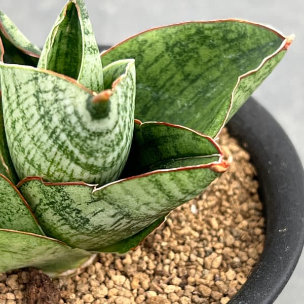 サンセベリア:アンドロメダ 3号鉢植え