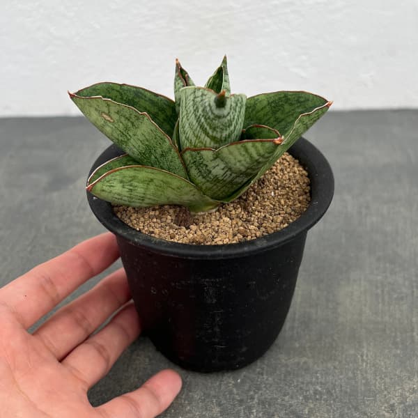 サンセベリア:アンドロメダ 3号鉢植え