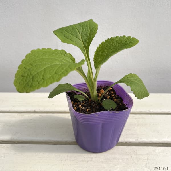 ジギタリス：キャメロットラベンダー3.5号ポット