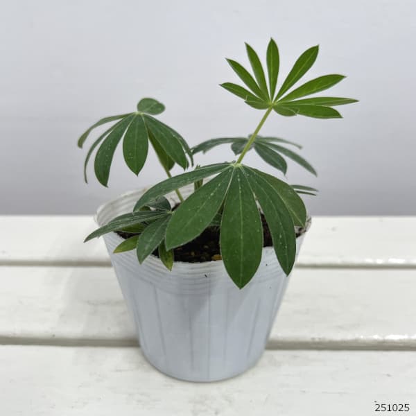 宿根ルピナス：ギャラリー ホワイト3.5号ポット