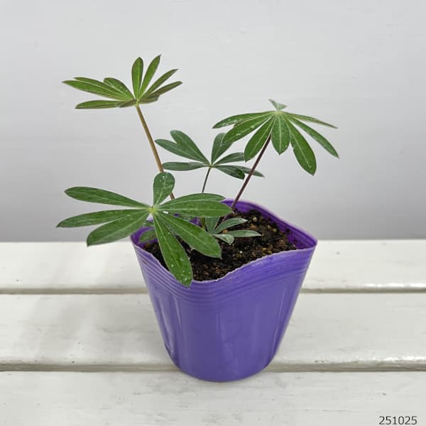 宿根ルピナス：ギャラリー ブルー3.5号ポット