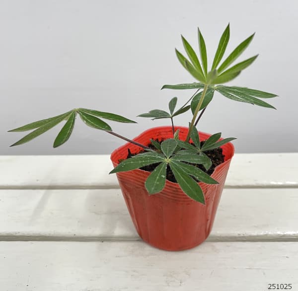 宿根ルピナス：ギャラリー レッド3.5号ポット