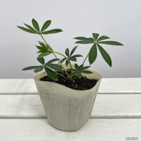 宿根ルピナス：ギャラリー イエロー3.5号ポット