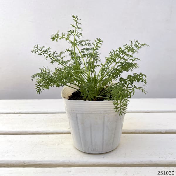 ニゲラ：ペルシャンジュエル花色ミックス3.5号ポット[4～8月に開花する花壇向きの1年草・クロタネソウ]