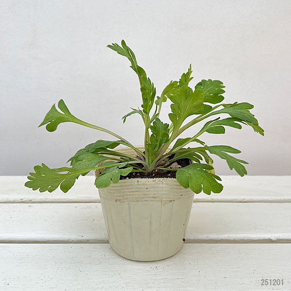 アイスランドポピー：プルシネラ イエロー3.5号ポット