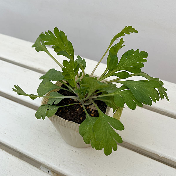 アイスランドポピー：プルシネラ イエロー3.5号ポット