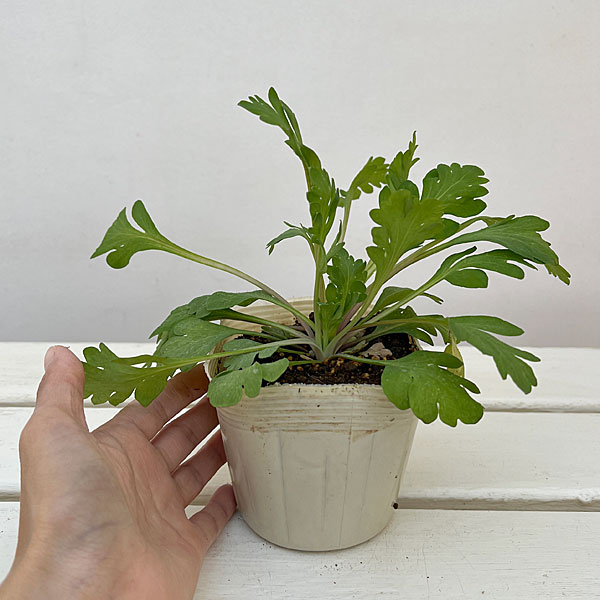 アイスランドポピー：プルシネラ イエロー3.5号ポット