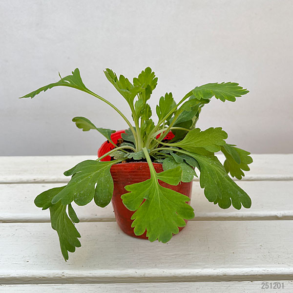 アイスランドポピー：プルシネラ オレンジ3.5号ポット