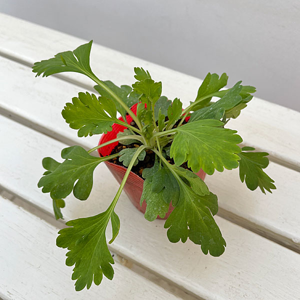 アイスランドポピー：プルシネラ オレンジ3.5号ポット