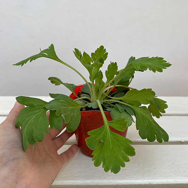 アイスランドポピー：プルシネラ オレンジ3.5号ポット