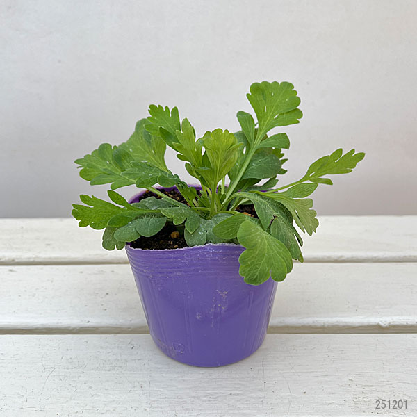 アイスランドポピー：プルシネラ ローズ3.5号ポット