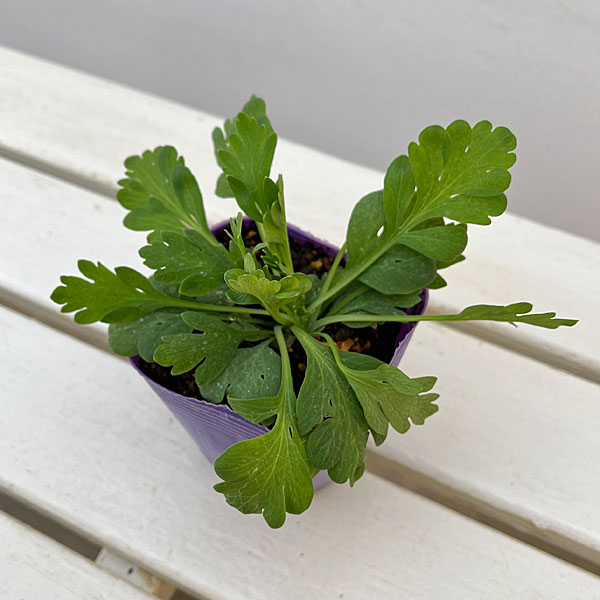 アイスランドポピー：プルシネラ ローズ3.5号ポット