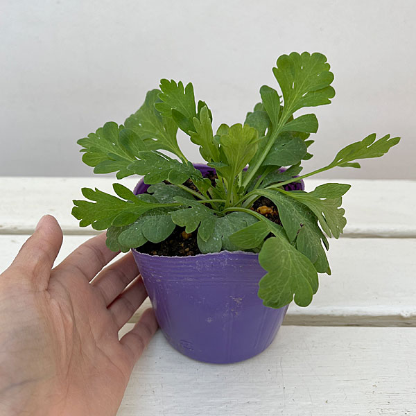 アイスランドポピー：プルシネラ ローズ3.5号ポット