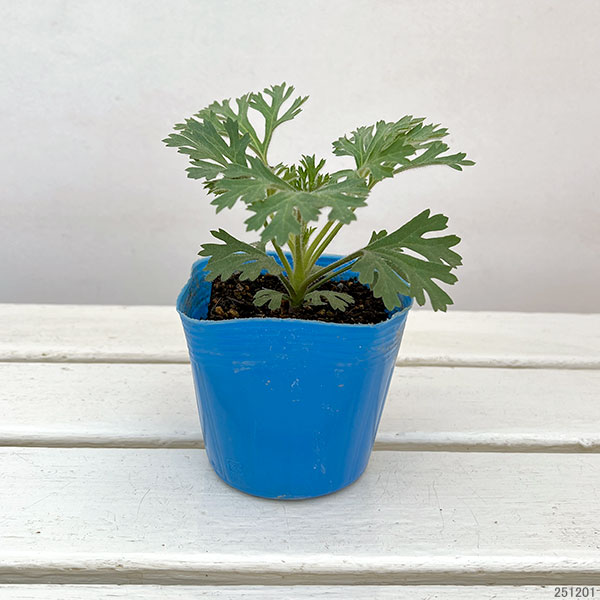 ブルーレースフラワー：セトノブルー3.5号ポット